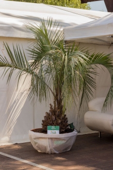 V.I.P. CHILL ZONES - Pronájem palem  - Palm Rentals 