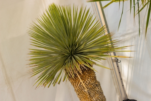 V.I.P. CHILL ZONES - Pronájem palem  - Palm Rentals 