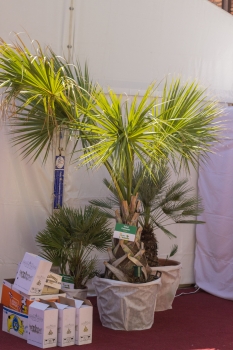 V.I.P. CHILL ZONES - Pronájem palem  - Palm Rentals 