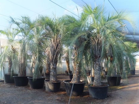 Butia yatay 