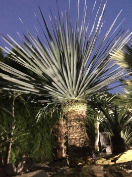 Nolina nelsonii 