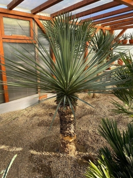 Nolina nelsonii 