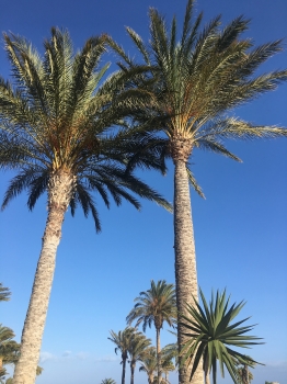 Phoenix dactylifera 