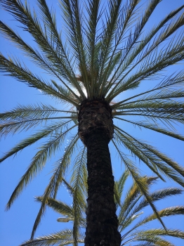 Phoenix dactylifera 