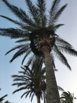 Phoenix dactylifera 