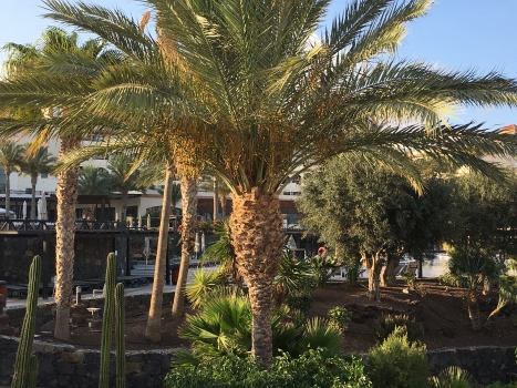 Phoenix dactylifera 