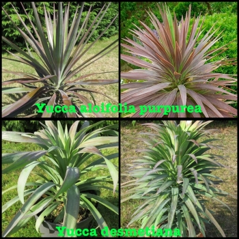 Yucca desmetiana (baker) 