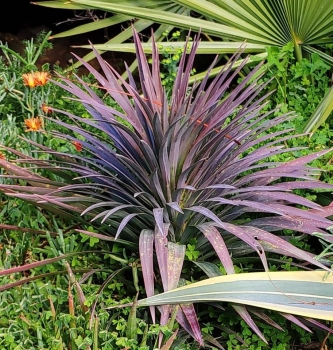 Yucca desmetiana (baker) 