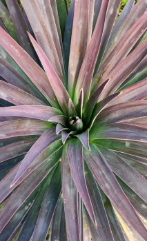 Yucca desmetiana (baker) 