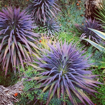 Yucca desmetiana (baker) 