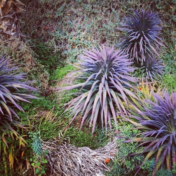 Yucca desmetiana (baker) 