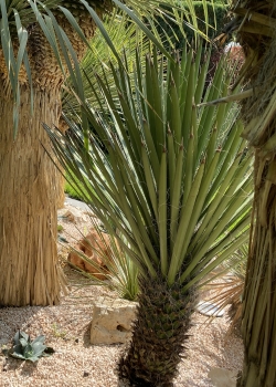 Yucca potosina 