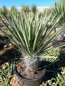 Yucca potosina 