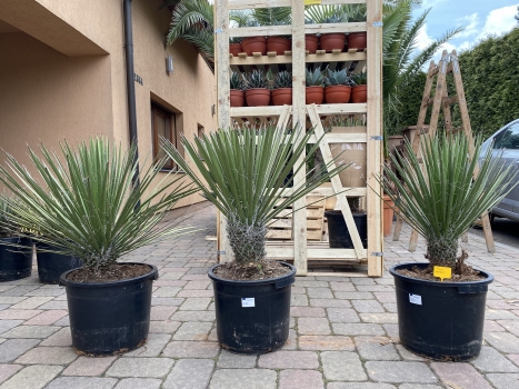 Yucca potosina 
