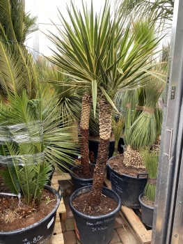 Yucca aloifolia marginata 