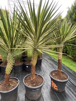 Yucca aloifolia marginata 