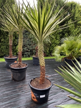 Yucca aloifolia marginata 