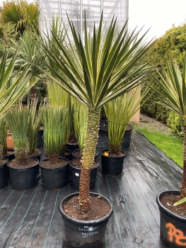 Yucca aloifolia marginata 