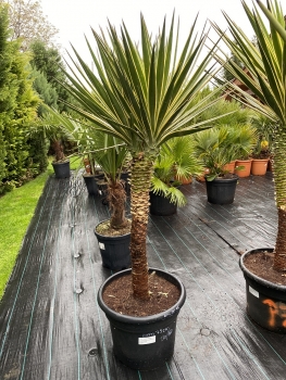 Yucca aloifolia marginata 