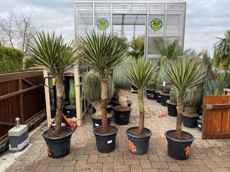 Yucca aloifolia marginata 