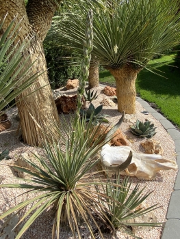 Yucca neomexicana 