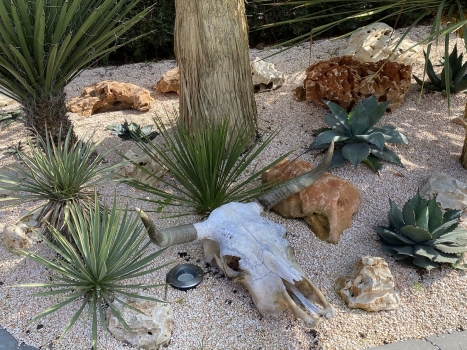 Yucca neomexicana 