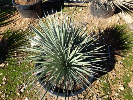 Yucca neomexicana 