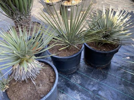 Yucca neomexicana 