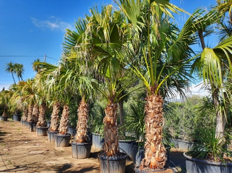 Livistona chinensis 