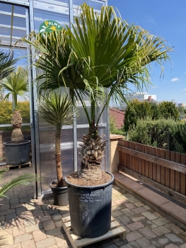 Livistona chinensis 