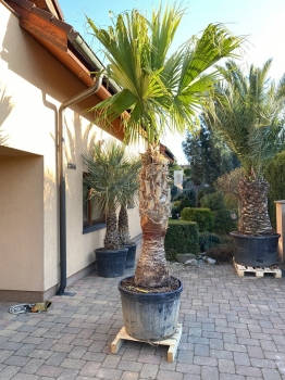 Livistona chinensis 