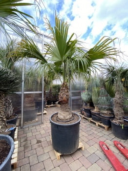 Livistona chinensis 