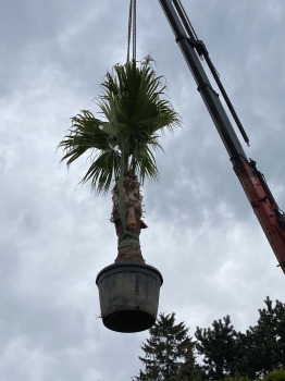 Livistona chinensis 