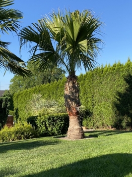 Livistona chinensis 