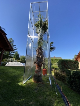 Livistona chinensis 