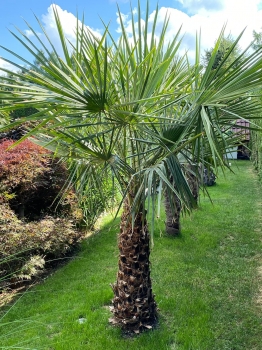 Copernica alba 