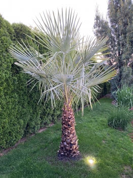 Copernica alba 