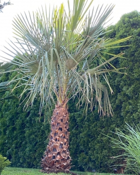 Copernica alba 