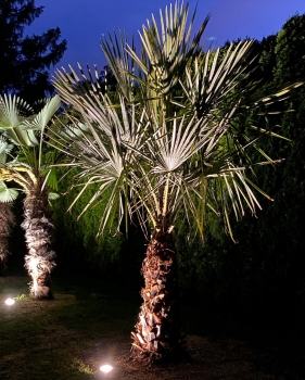 Copernica alba 