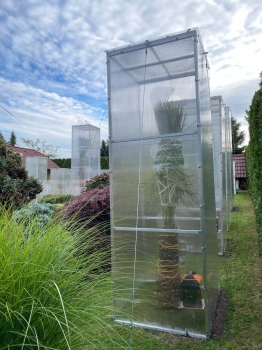 Copernica alba 