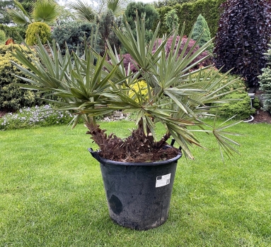 Trithrinax campestris 