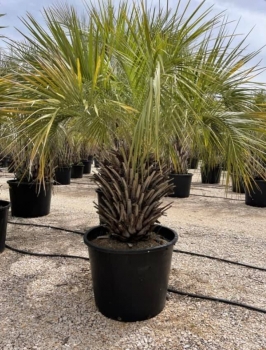 Butia catarinensis ( Butia bonettii ) 
