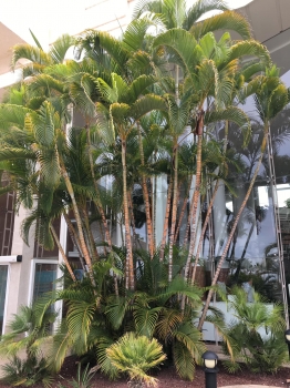 Dypsis lutescens 
