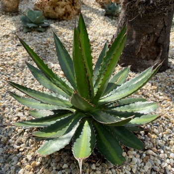 Agave lophanta splendida 