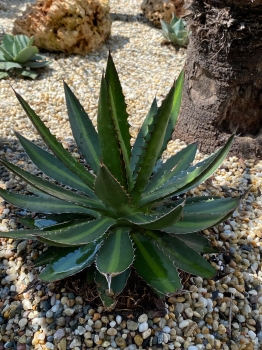 Agave lophanta splendida 