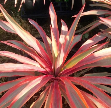 Yucca Gloriosa Var. Recurvifolia Bright Star – Walbristar® 