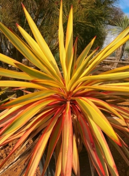 Yucca Gloriosa Var. Recurvifolia Bright Star – Walbristar® 