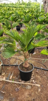 Trachycarpus wagnerianus 
