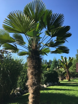 Trachycarpus wagnerianus 
