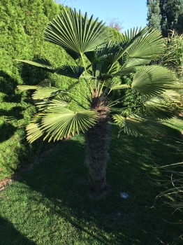 Trachycarpus wagnerianus 